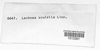 Scutellinia scutellata image